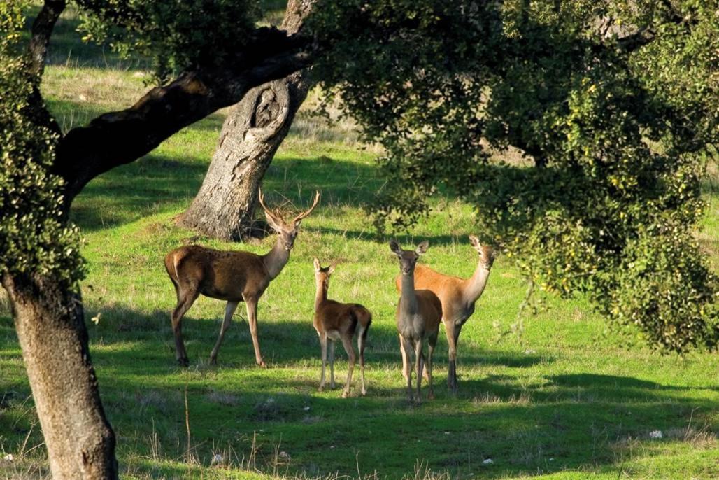 Molino Rio Alajar Vendégház Kültér fotó
